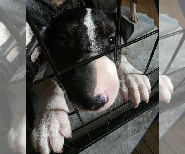 Medium Photo #5 Bull Terrier Puppy For Sale in LONG BEACH, CA, USA