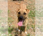 Small #1 Mutt