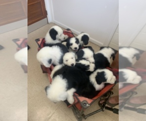 Old English Sheepdog Puppy for sale in RICHLANDS, NC, USA