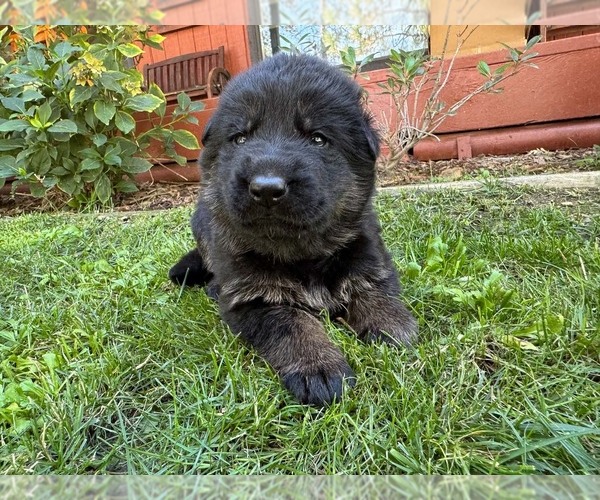 Medium Photo #4 German Shepherd Dog Puppy For Sale in MARIPOSA, CA, USA
