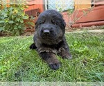 Small Photo #4 German Shepherd Dog Puppy For Sale in MARIPOSA, CA, USA