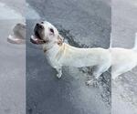 Small American Pit Bull Terrier Mix