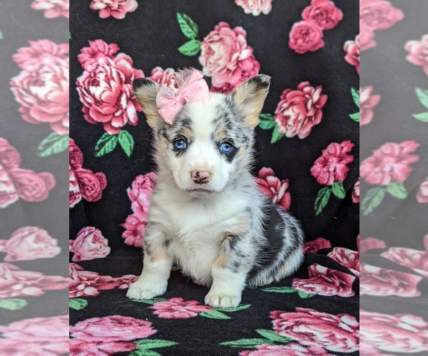 Medium Photo #1 Pembroke Welsh Corgi Puppy For Sale in GLEN ROCK, PA, USA