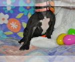 Small Photo #4 Great Dane Puppy For Sale in CALDWELL, ID, USA