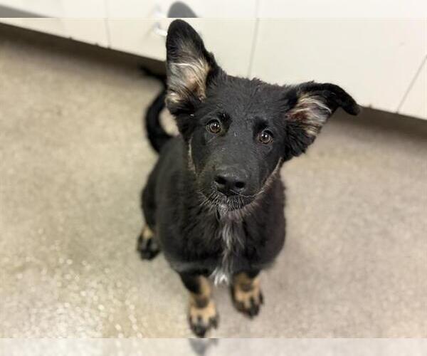 Medium Photo #1 German Shepherd Dog-Unknown Mix Puppy For Sale in HESPERIA, CA, USA