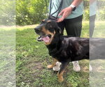 Small #1 Mutt