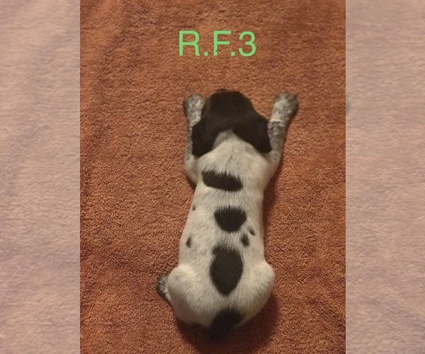 Medium Photo #6 German Shorthaired Pointer Puppy For Sale in ARGONNE, WI, USA