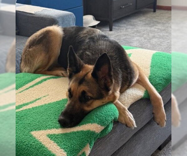 Medium Photo #4 German Shepherd Dog Puppy For Sale in Fargo, ND, USA