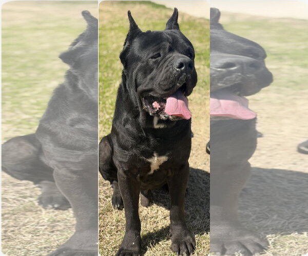 Medium Photo #1 Mutt Puppy For Sale in Goodyear, AZ, USA