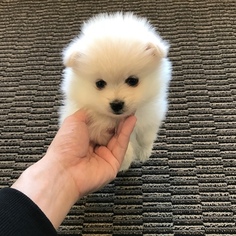 Pomeranian Puppy for sale in SAN BRUNO, CA, USA