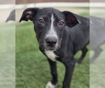 Small #3 American Staffordshire Terrier-Labrador Retriever Mix