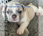 Puppy Jaeger French Bulldog