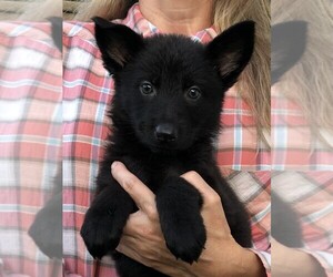 German Shepherd Dog Puppy for Sale in OSTRANDER, Ohio USA