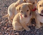 Small Photo #5 Labrador Retriever Puppy For Sale in PENROSE, CO, USA