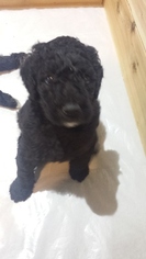 Poodle (Standard) Puppy for sale in LEWISVILLE, TX, USA