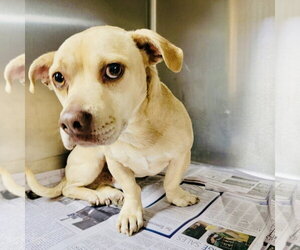 Basschshund Dogs for adoption in Rockaway, NJ, USA