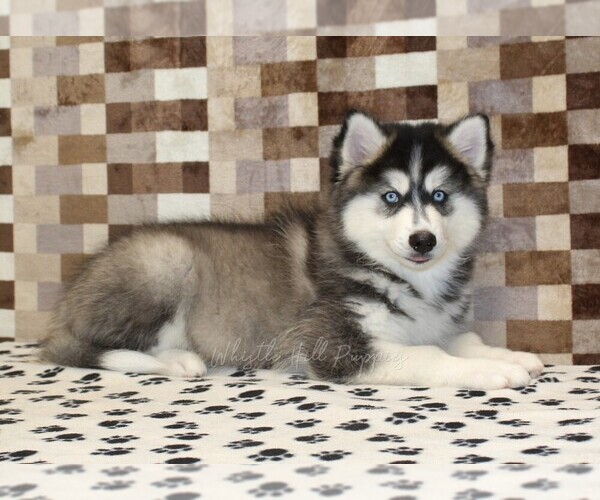 Medium Photo #3 Pomsky Puppy For Sale in DENVER, PA, USA