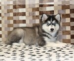 Small #2 Pomsky