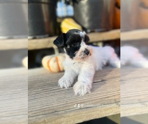 Schnauzer (Miniature) Puppy for sale in WELLINGTON, AL, USA