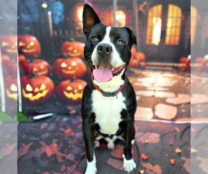 Mutt Dogs for adoption in Long Beach, CA, USA