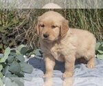 Puppy Misty Golden Retriever