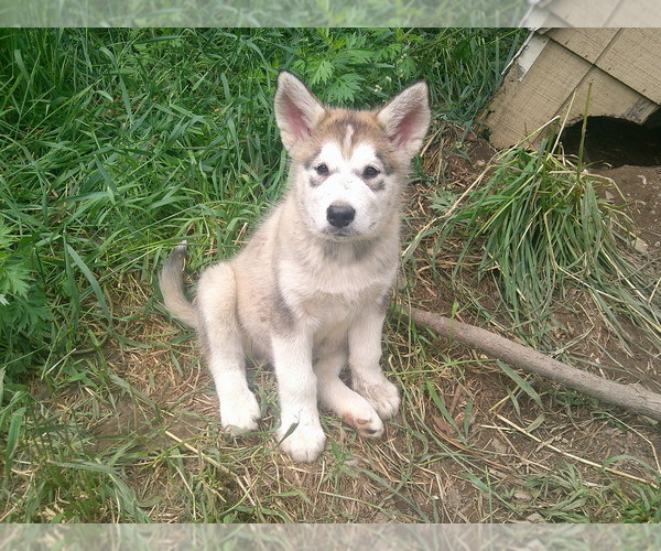 Medium Photo #1 Alaskan Malamute Puppy For Sale in SMYRNA, NY, USA