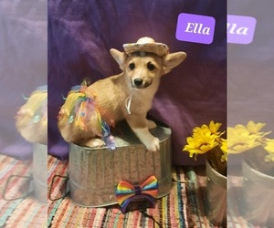 Pembroke Welsh Corgi Puppy for Sale in LEBANON, Missouri USA