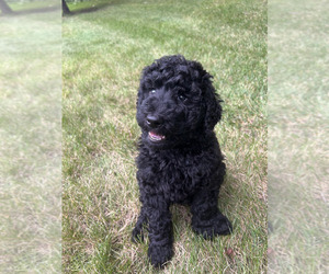 Poodle (Standard) Puppy for Sale in NEW ULM, Minnesota USA