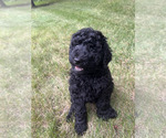 Small Poodle (Standard)