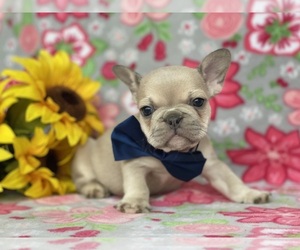 French Bulldog Puppy for sale in RISING SUN, MD, USA