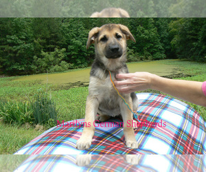 German Shepherd Dog Puppy for Sale in PIEDMONT, Missouri USA