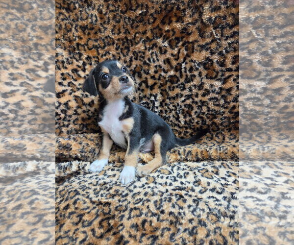 Medium Photo #1 Chiweenie Puppy For Sale in El Centro, CA, USA
