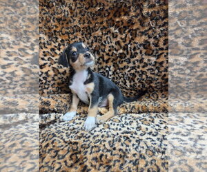 Chiweenie Dogs for adoption in El Centro, CA, USA