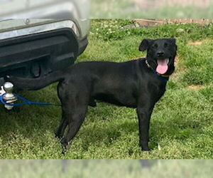 Onyx - Male Australian Kelpie-Labrador Retriever Mix Dog for Adoption - Photo #6