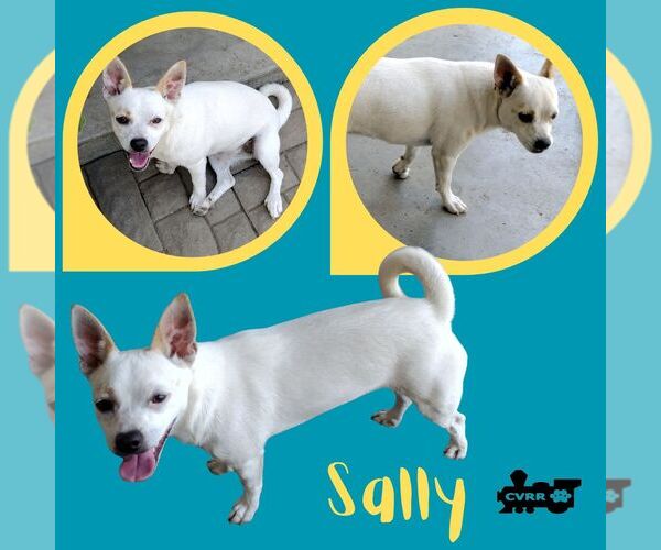 Medium Photo #1 Chihuahua-Unknown Mix Puppy For Sale in Lindsay, CA, USA