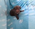 Small Photo #11 Belgian Malinois-Unknown Mix Puppy For Sale in FITZGERALD, GA, USA