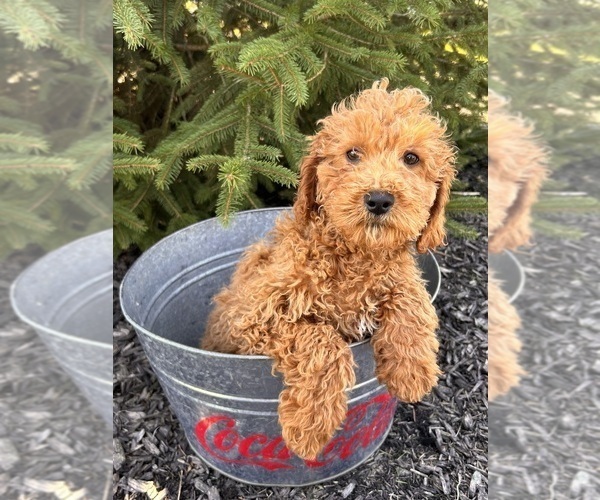 Medium Photo #1 Cockapoo Puppy For Sale in MIDDLEBURY, IN, USA