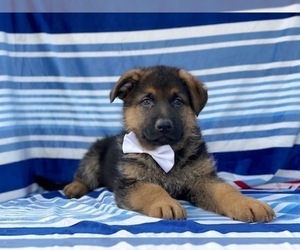 German Shepherd Dog Puppy for sale in LANCASTER, PA, USA