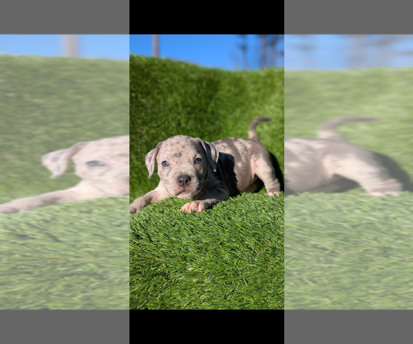 Medium Photo #1 American Bully Puppy For Sale in GROVETOWN, GA, USA