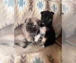 Small Photo #4 Alusky-Dutch Shepherd Dog Mix Puppy For Sale in VINTONDALE, PA, USA