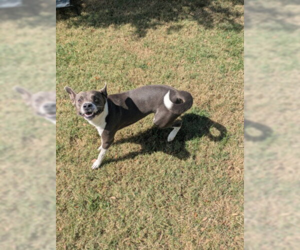 Medium Photo #1 Mutt Puppy For Sale in Texas City, TX, USA