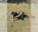 BUBBA - Male Mutt Dog for Adoption - Small photo