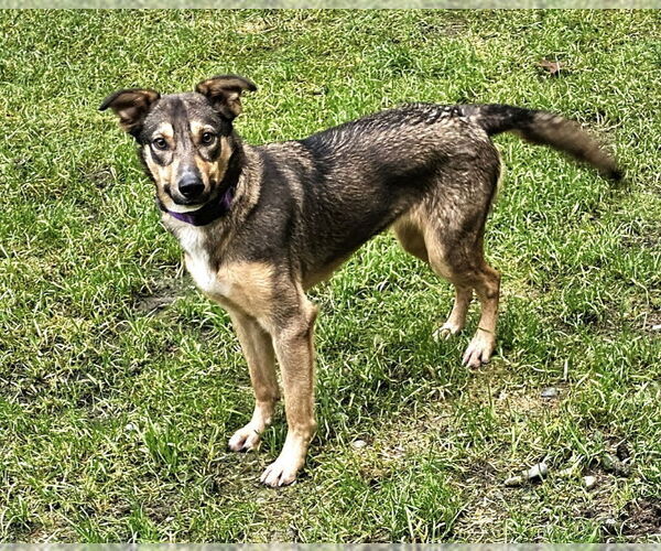 Medium Photo #7 German Shepherd Dog-Unknown Mix Puppy For Sale in Olalla, WA, USA