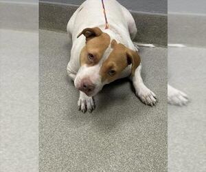 Labrador Retriever-Unknown Mix Dogs for adoption in Las Vegas, NV, USA