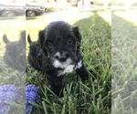 Small Photo #2 Portuguese Water Dog Puppy For Sale in BALDWIN, KS, USA