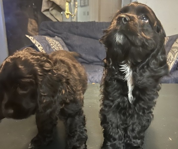 Medium Photo #6 Cocker Spaniel Puppy For Sale in BRECKENRIDGE, CO, USA