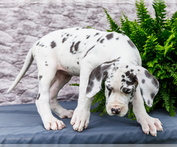 Medium Photo #8 Great Dane Puppy For Sale in WAKARUSA, IN, USA