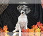 Small #2 Bichpoo