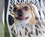 Lana - Female French Bulldog Dog for Adoption - Small photo