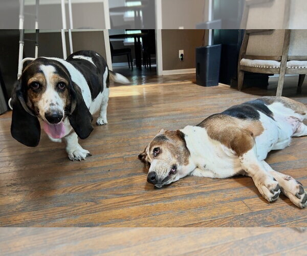 Medium Photo #2 Basset Hound Puppy For Sale in Brookville, OH, USA